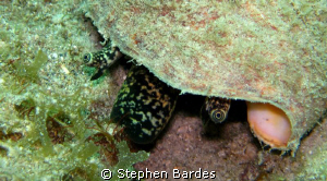Keeping an eye out by Stephen Bardes 